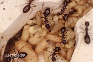 Camponotus largiceps - переселение