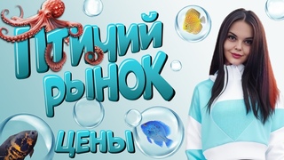 Птичий рынок Садовод сегодня. Обзор товаров и цен.