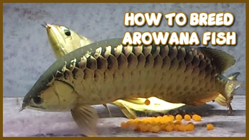 How to Breed Arowana at Home Aquarium, Step by Step