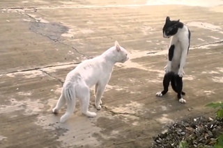 Коты на разборках. Кот гопник