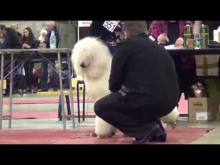 00016 Мистер пес