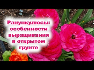 Ранункулюсы: особенности выращивания лютиков через рассаду в открытом грунте. Как сажать лютики