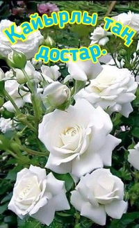 Белые розы красивые хорошего качества