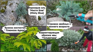 Стрижка хвойных с раннего возраста.Формирую голубую ель  Мисти Блю.