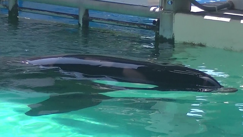 Shouka takes Keets Corner May 22, 2021 Sea World San