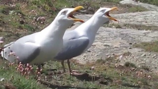 Causerie de golands  la Pointe du Raz - Beg ar Raz -