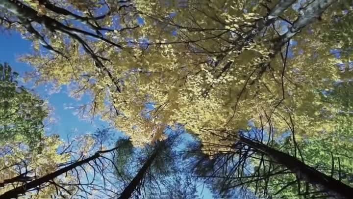 Ф. Шопен Ноктюрн Frеdеric Chopin Nocturne op.