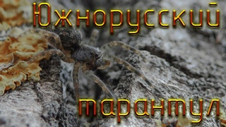 Молодой Южнорусский тарантул дома