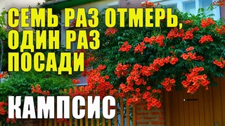 Кампсис - ЛУЧШИЙ ОБЗОР. Все о кампсисе, как и где сажать, ухаживать, поливать, удобрять.