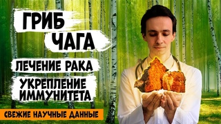 Гриб ЧАГА: лучшее детокс-соедство! Иммунитет. Рак