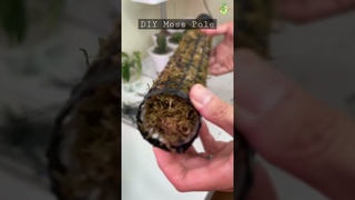 How to make your own Moss Pole | DIY Moss Pole