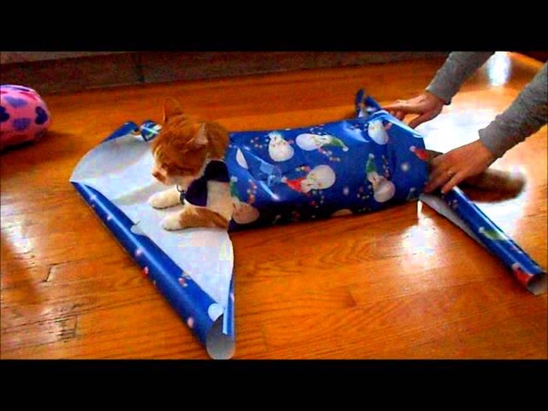 How To Wrap Your Cat For