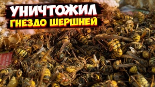 АТАКА ШЕРШНЕЙ | УНИЧТОЖИЛ ОГРОМНОЕ ГНЕЗДО ШЕРШНЕЙ НА ДАЧЕ СВОИМИ РУКАМИ | ЧЕМ ОПАСНЫ ШЕРШНИ