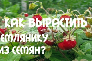 Ремонтантная земляника. Выращивание и уход за земляникой ремонтантной
