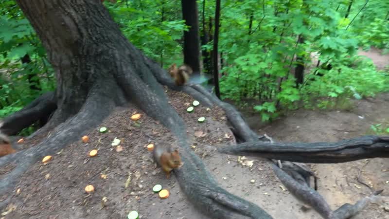 Нашествие голодных белок, The invasion of hungry
