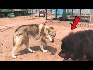 Can a Tibetan Mastiff take down a wolf!!!
