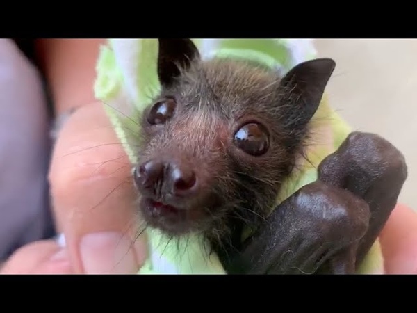 Orphan flying fox is a little cranky: this is