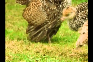 Индюки назад в будущее трейлер  реальная  жизнь индеек - Viral for Free Birds
