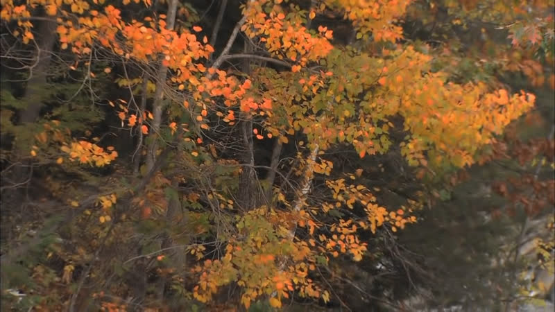Таривердиев, Микаэл