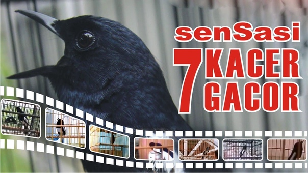 Sensasi Aksi 7 Kacer