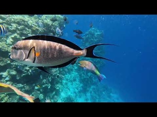 Grand Oasis Resort 4 2023. Египет. Шарм-Эль-Шейх. Риф. Пляж. Красное море