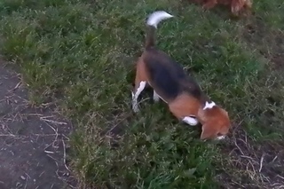 Бигль Ясмин и ее хвост. Натали Теодорус. Beagle Yasmin and her tail. Natali Teodorus