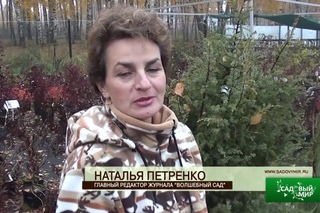 ВИДЫ И СОРТА МОЖЖЕВЕЛЬНИКА ДЛЯ СЕВЕРА И СРЕДНЕЙ ПОЛОСЫ.