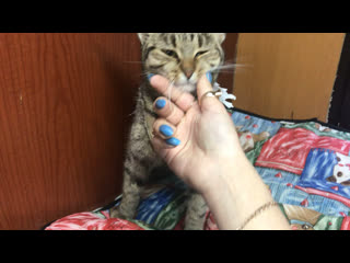 Тамила