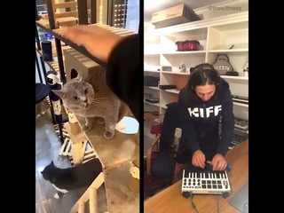 поющий кот