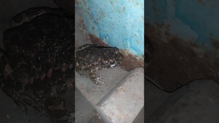 Frog nature spring