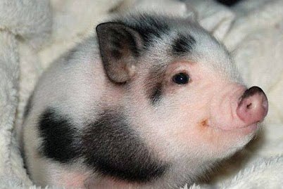 №77, Тамара Дем'яненко, Киев №77, Тамара Дем'яненко, Киев