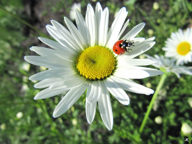 Роман Сухонос | Запорожье