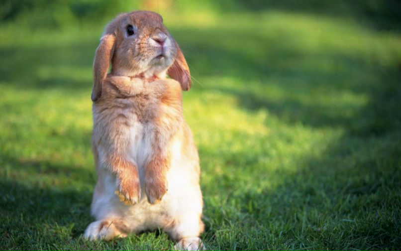 Жанна Ситовская (Иоанна) | Санкт-Петербург