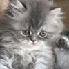 Аватар: Юляшка Костюшкина