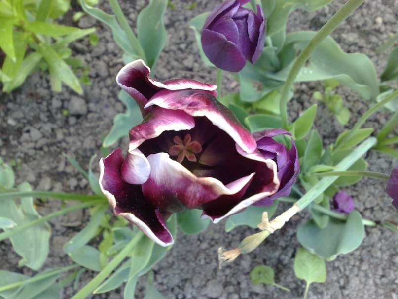 Алексей Яковлев | Москва