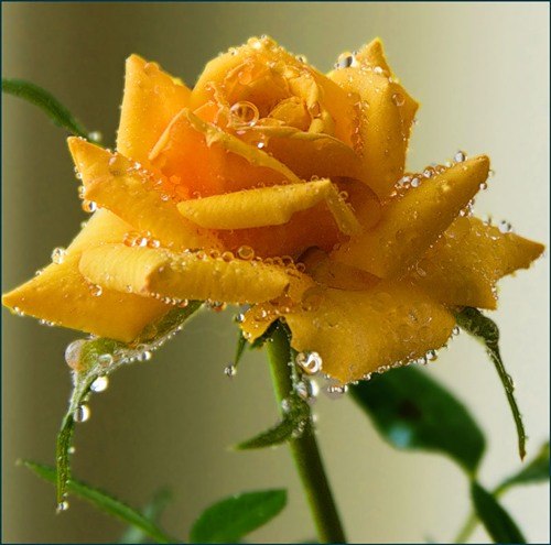 Татьяна Русакова | Коломна