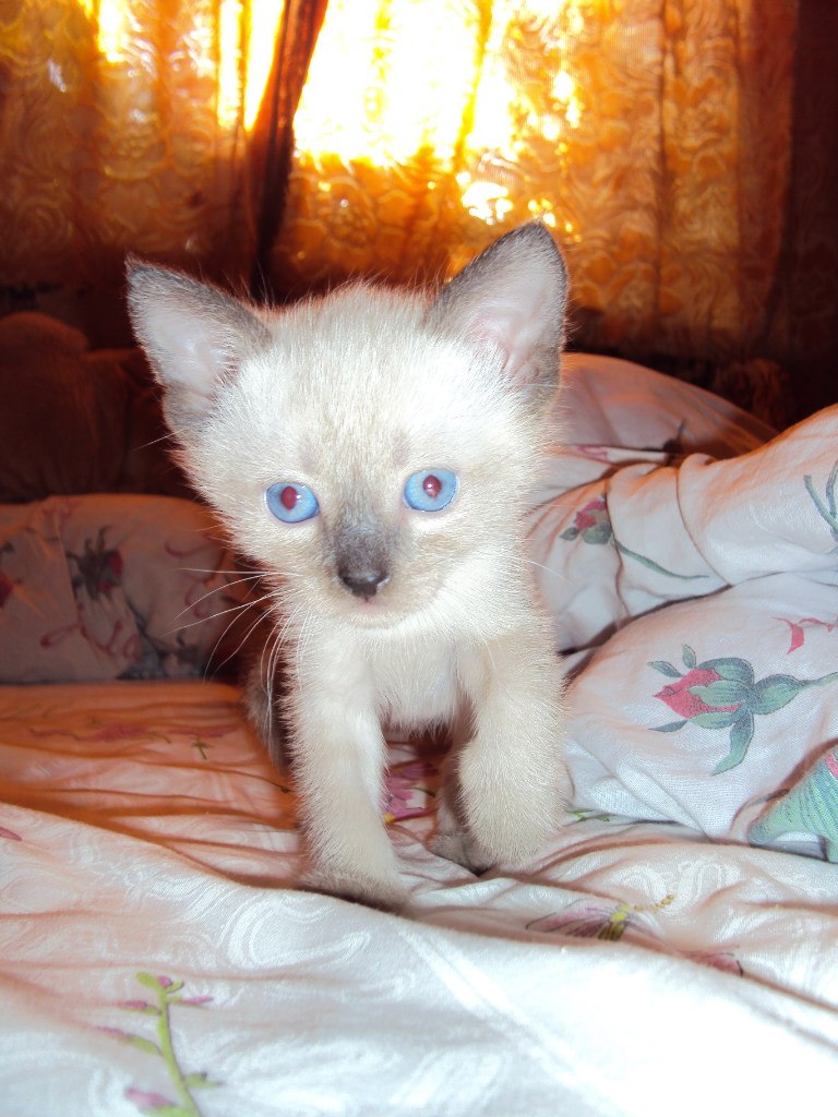 Светлана Светлова | Валдай