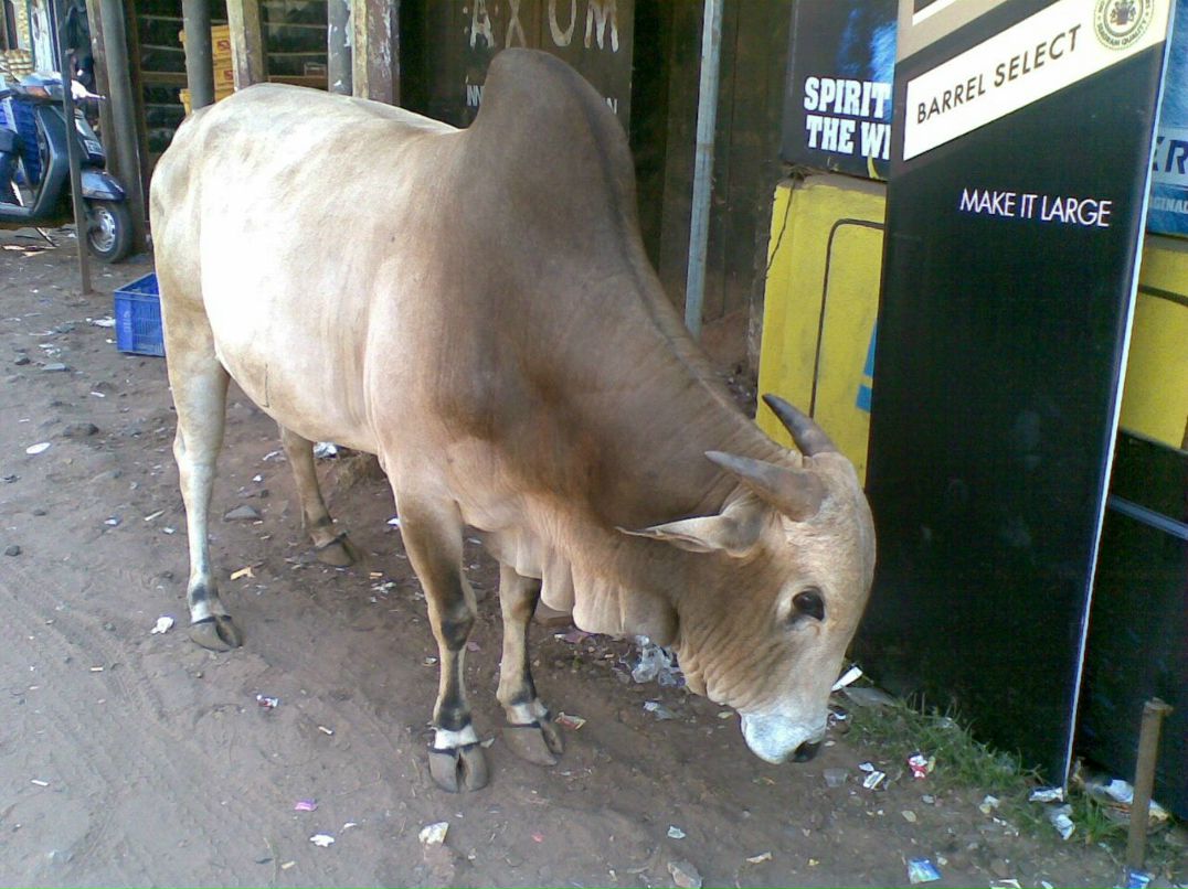Александра Сашнева | Москва