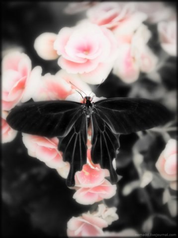 Эльмира )) | Санкт-Петербург