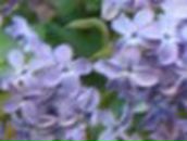 Люба Тархова | Helsinki