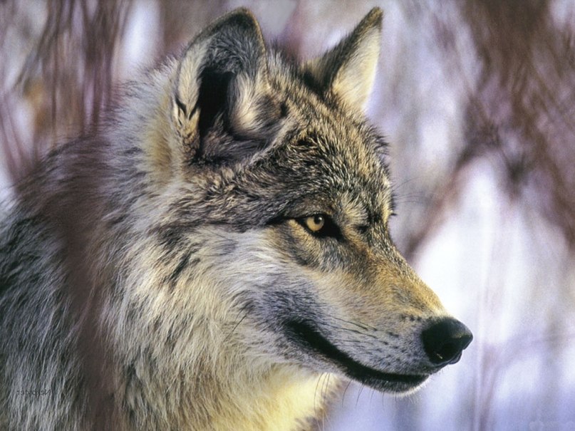 Сергей Иванов | Санкт-Петербург