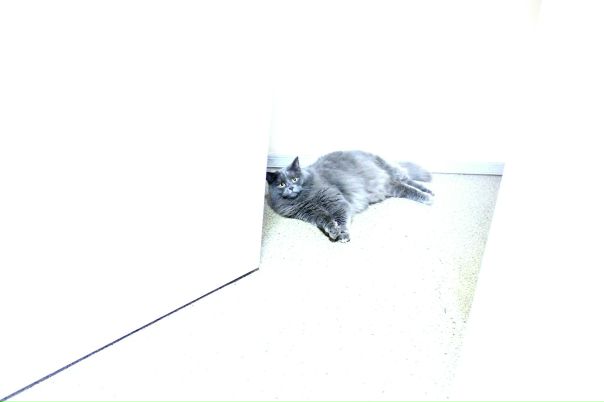 №17, Валентина Собаль, Санкт-Петербург №17, Валентина Собаль, Санкт-Петербург