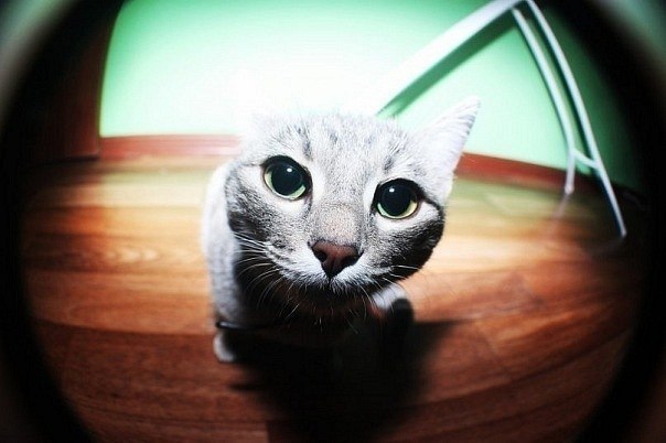 Виктор Кручинин | Димитровград