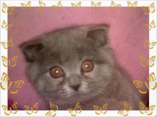 Виктория Низамутдинова | 