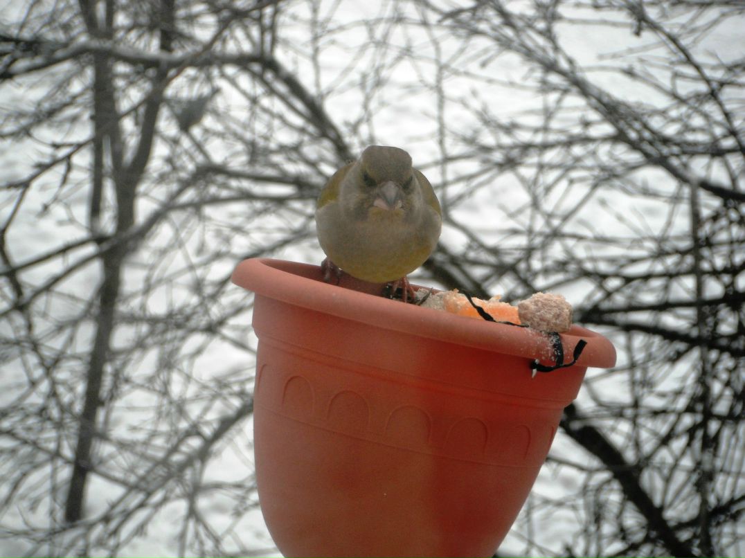Олег Колосов | Луга