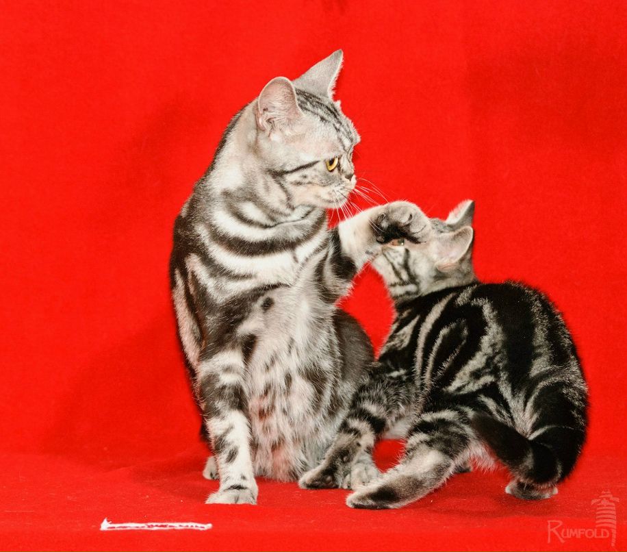 Евгения Баскевич | Москва