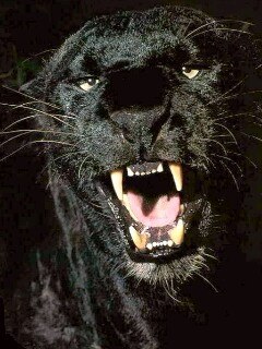 Антон Евгеньевич | Иркутск