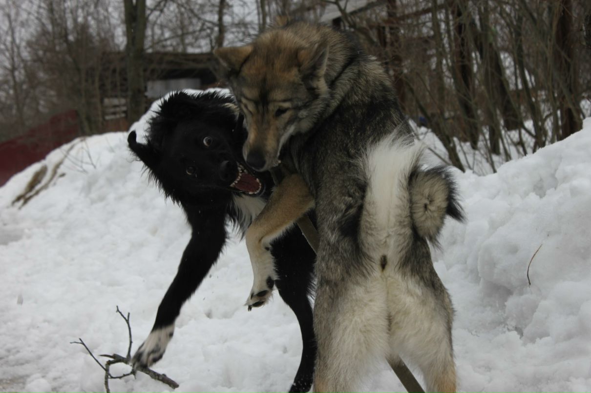 Максим Пряников | Москва