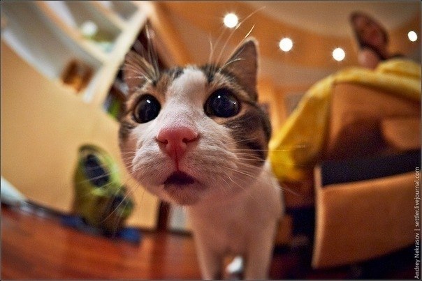 Роман Данильців CHECK | Ивано-Франковск