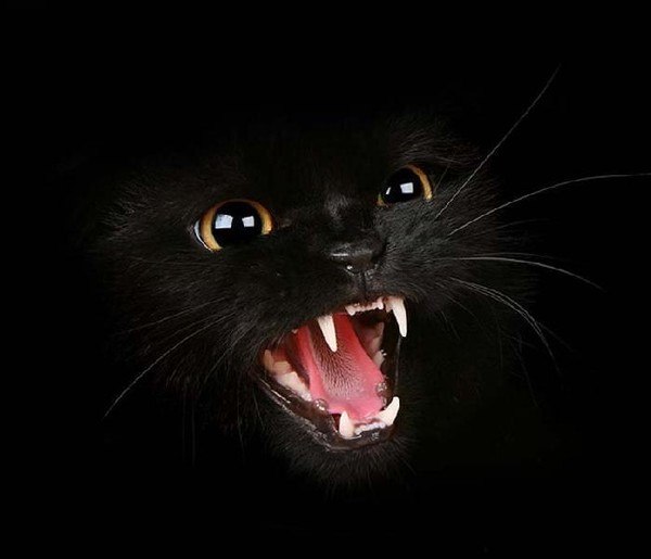 Елена Мишарина | Москва